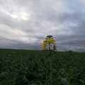 Fleur de colza, plaine - Crédit photo  @veaulin1