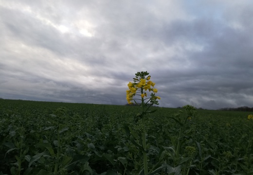 Fleur de colza, plaine - Crédit photo  @veaulin1