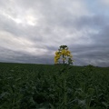 Fleur de colza, plaine - Crédit photo_ @veaulin1.jpg