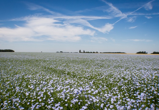 Fleurs Bleues de lin, Flax, Floraison - Crédit photo   Nadège PETIT @agri zoom