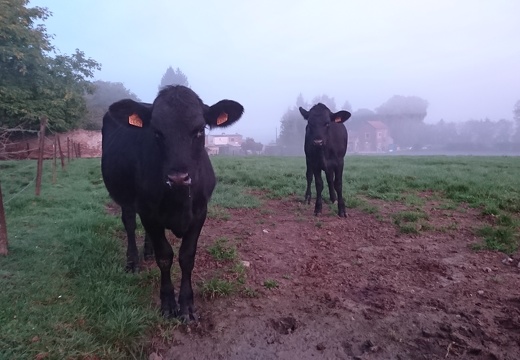 Génisses Angus, vache, élevage - Crédit photo  @FarmerSeb