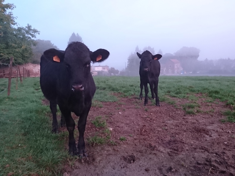 Génisses Angus, vache, élevage - Crédit photo  @FarmerSeb