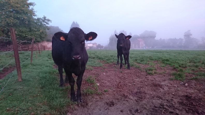 Génisses Angus, vache, élevage - Crédit photo_ @FarmerSeb.JPG