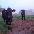 Génisses Angus, vache, élevage - Crédit photo_ @FarmerSeb.JPG