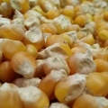 Grains de maïs, céréales, corn, maize - Crédit photo  @FJansseune