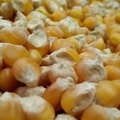 Grains de maïs, céréales, corn, maize - Crédit photo_ @FJansseune.jpg