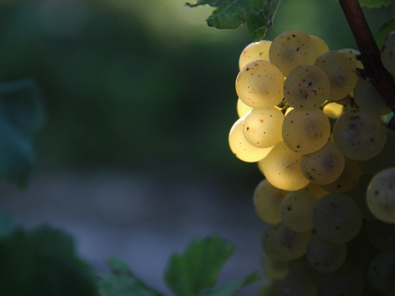 Grappe de raisin, viticulture, vin - Crédit photo  Louis Bouchet