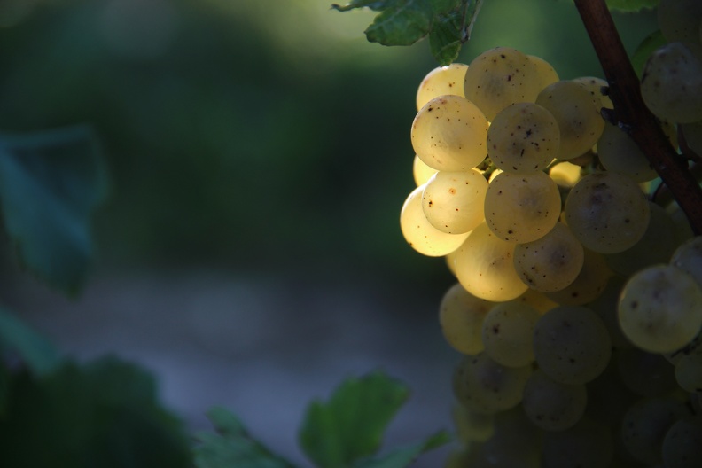 Grappe de raisin, viticulture, vin - Crédit photo_ Louis Bouchet.JPG