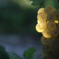 Grappe de raisin, viticulture, vin - Crédit photo_ Louis Bouchet.JPG