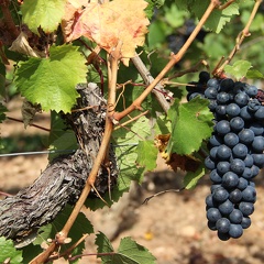 Grappe, Raisin, cep, vigne, noir, malbec - Crédit photo  https bouchetl.wordpress.com