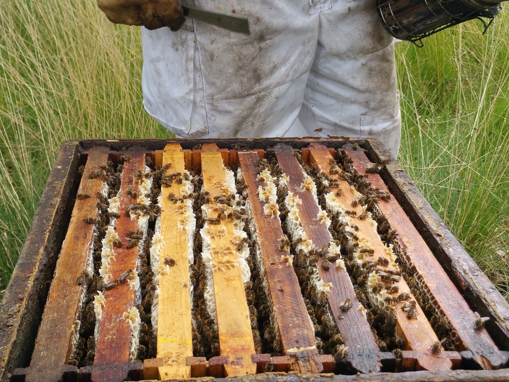 Hausse de miel apiculteur lève cadre et enfumoir - Crédit photo  @RuchersduBorn