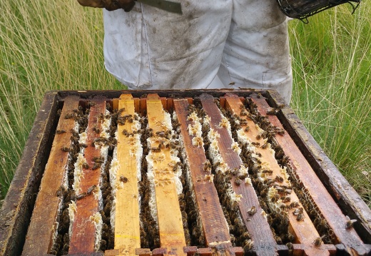Hausse de miel apiculteur lève cadre et enfumoir - Crédit photo  @RuchersduBorn