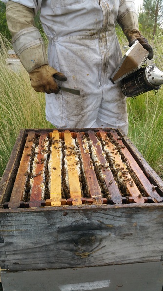 Hausse de miel apiculteur lève cadre et enfumoir - Crédit photo_ @RuchersduBorn.jpg