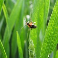Insecte sur épi de blé tendre, biodiversité - Crédit photo  @magcaf28