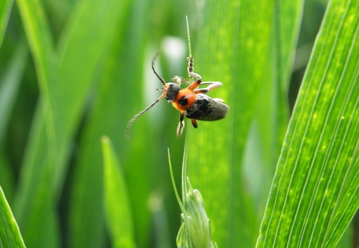 Insecte sur épi de blé tendre, biodiversité - Crédit photo  @magcaf28