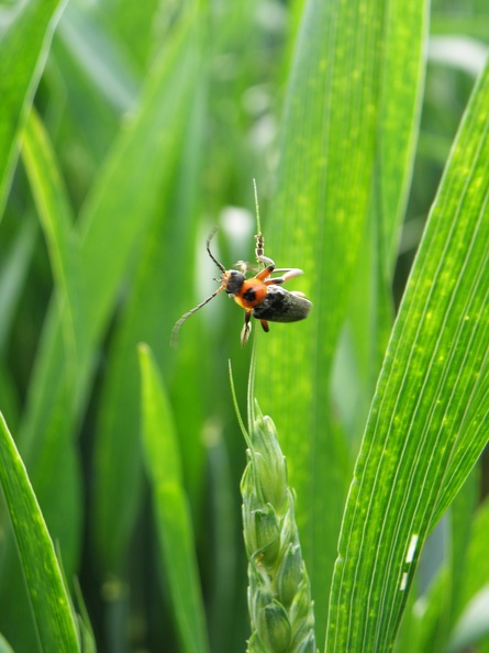Insecte sur épi de blé tendre, biodiversité - Crédit photo_ @magcaf28.JPG