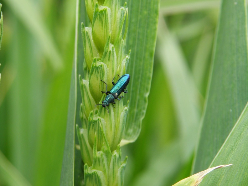 Insecte sur épi de blé tendre, biodiversité (1) - Crédit photo  @magcaf28