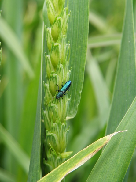 Insecte sur épi de blé tendre, biodiversité (1) - Crédit photo_ @magcaf28.JPG