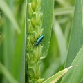 Insecte sur épi de blé tendre, biodiversité (1) - Crédit photo_ @magcaf28.JPG