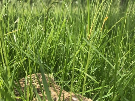 Jeune lièvre caché dans les hautes herbes du verger, biodiversité, gibier - Crédit photo  @Benj thi