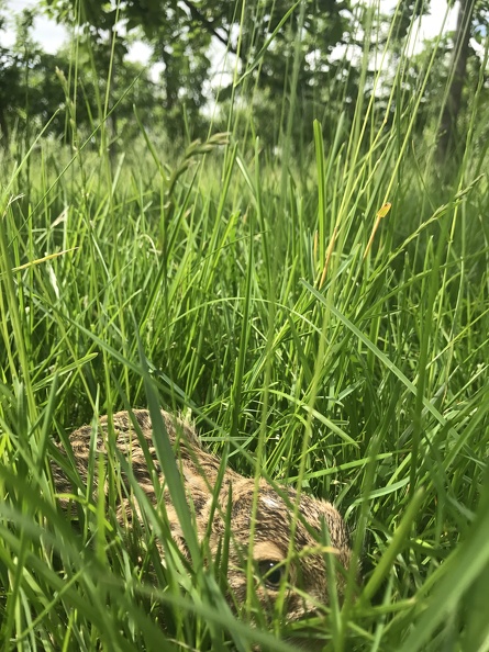 Jeune lièvre caché dans les hautes herbes du verger, biodiversité, gibier - Crédit photo_ @Benj_thi.JPG