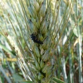 Larve de coccinelle mangeant des pucerons sur un épi de blé, auxiliaire, biodiversité - Crédit photo  FloraCB