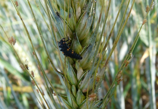 Larve de coccinelle mangeant des pucerons sur un épi de blé, auxiliaire, biodiversité - Crédit photo  FloraCB