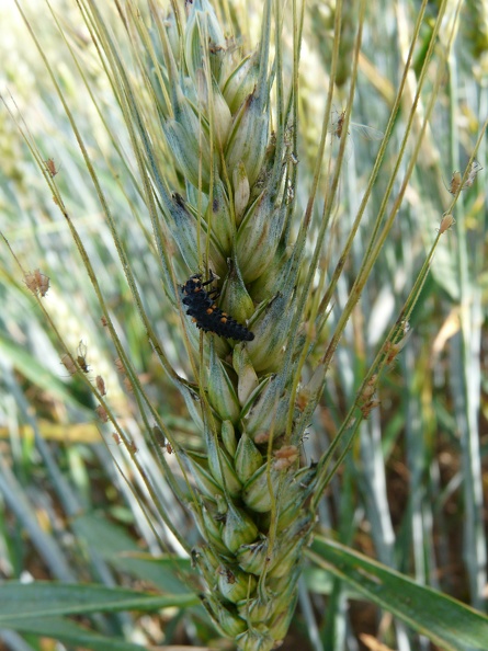 Larve de coccinelle mangeant des pucerons sur un épi de blé, auxiliaire, biodiversité - Crédit photo _FloraCB.JPG