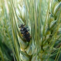 Larve de coccinelle sur épi de blé, auxiliaire, biodiversité - Crédit photo   FloraCB