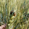 Larve et nymphe de coccinelle sur épi de blé, auxiliaire, biodiversité - Crédit photo   FloraCB