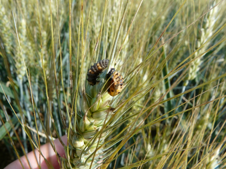 Larve et nymphe de coccinelle sur épi de blé, auxiliaire, biodiversité - Crédit photo _ FloraCB.JPG
