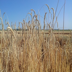 Les anciennes variétés de blé  - le blé seigle - Crédit photo  @Alexcarre49