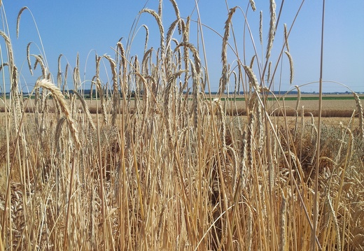 Les anciennes variétés de blé  - le blé seigle - Crédit photo  @Alexcarre49