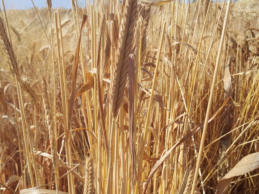 Les anciennes variétés de blé - l Engrain (Triticum monoccocum) - Crédit photo  @Alexcarre49