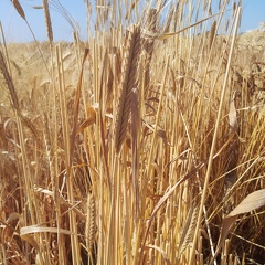 Les anciennes variétés de blé - l Engrain (Triticum monoccocum) - Crédit photo  @Alexcarre49
