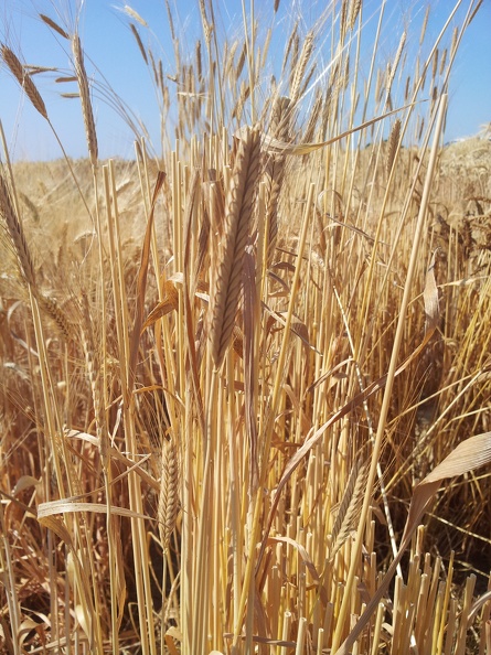 Les anciennes variétés de blé - l_Engrain (Triticum monoccocum) - Crédit photo_ @Alexcarre49.jpg