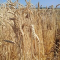 Les anciennes variétés de blé - le blé Bon Fermier - Crédit photo  @Alexcarre49