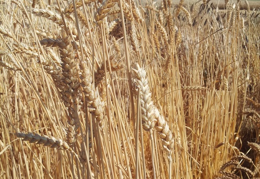 Les anciennes variétés de blé - le blé Bon Fermier - Crédit photo  @Alexcarre49