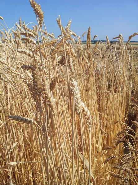 Les anciennes variétés de blé - le blé Bon Fermier - Crédit photo_ @Alexcarre49.jpg