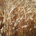 Les anciennes variétés de blé - le blé Champlein - Crédit photo  @Alexcarre49