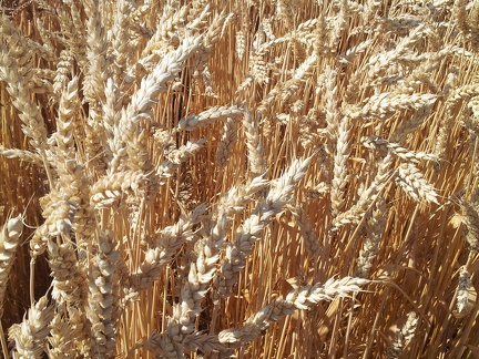 Les anciennes variétés de blé - le blé Champlein - Crédit photo  @Alexcarre49
