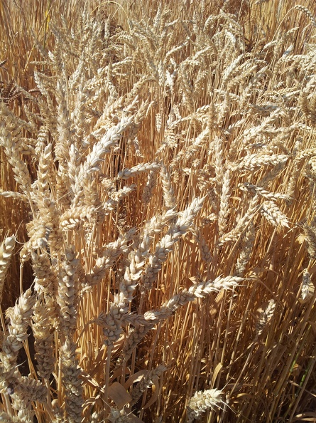 Les anciennes variétés de blé - le blé Champlein - Crédit photo_ @Alexcarre49.jpg