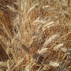 Les anciennes variétés de blé - le blé Fidel - Crédit photo  @Alexcarre49