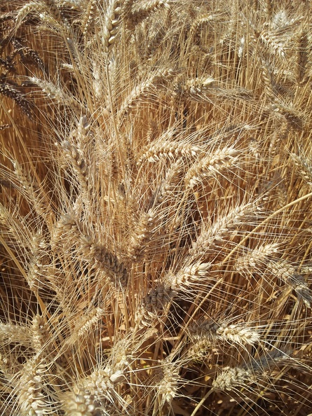 Les anciennes variétés de blé - le blé Fidel - Crédit photo_ @Alexcarre49.jpg