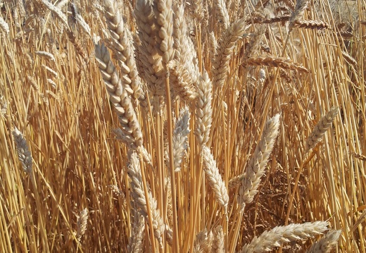 Les anciennes variétés de blé - le blé Japhet Parsel  - Crédit photo  @Alexcarre49