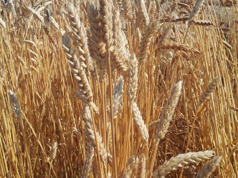 Les anciennes variétés de blé - le blé Japhet Parsel  - Crédit photo  @Alexcarre49