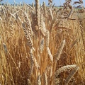 Les anciennes variétés de blé - le blé Japhet Parsel  - Crédit photo_ @Alexcarre49.jpg