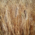 Les anciennes variétés de blé - le blé Milanais de Limagne  - Crédit photo  @Alexcarre49