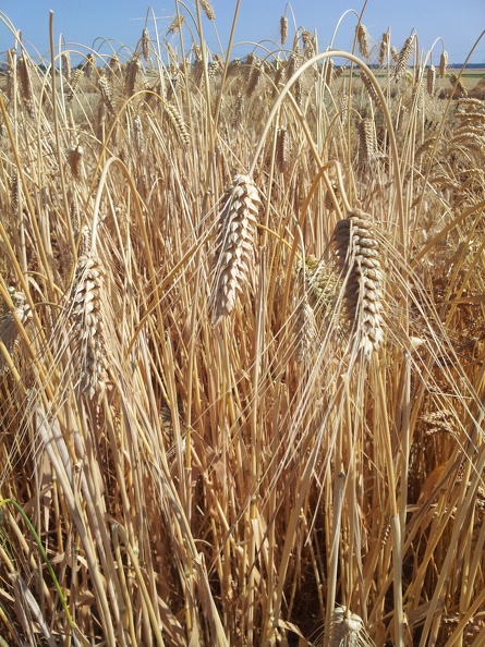 Les anciennes variétés de blé - le blé Milanais de Limagne  - Crédit photo_ @Alexcarre49.jpg