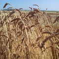 Les anciennes variétés de blé - le blé Rouge de Bordeaux - Crédit photo  @Alexcarre49
